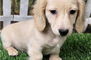 Levi - Dachshund, Mini for sale