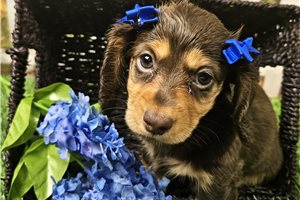 Holly - Dachshund, Mini for sale