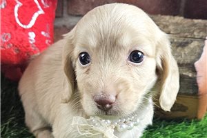 Lucie - Dachshund, Mini for sale