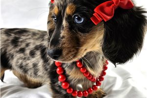 Sammy Lou - puppy for sale