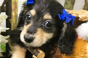 Lilly Lou - Dachshund, Mini for sale