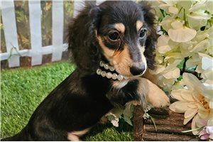 Lilly Lou - Dachshund, Mini for sale