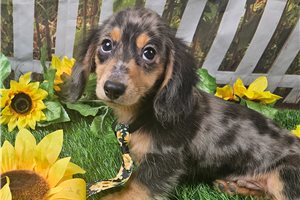 JoJo - Dachshund, Mini for sale