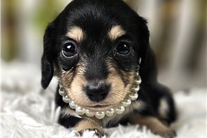 Lila Sue - puppy for sale