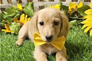Lane - Dachshund, Mini for sale
