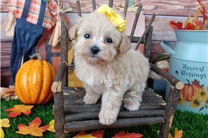 Shortcake - Malti Poo - Maltipoo for sale