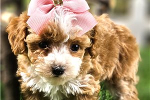 Amiee - Toy Poodle for sale