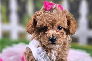 Lacie - Toy Poodle for sale