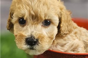 Benny - Poodle, Toy for sale