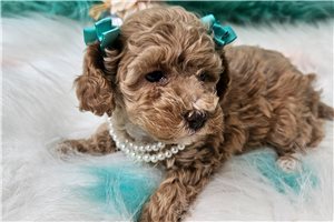 Bella - puppy for sale