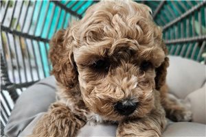 Buddy - Poodle, Toy for sale