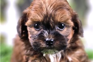 Tanner - Shih-Poo - Shihpoo for sale