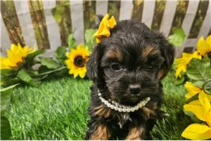 Pixie - Shih-Poo - Shihpoo for sale