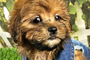 Teddy - puppy for sale