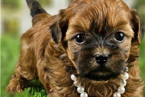 Annamae - puppy for sale