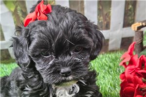 Chloe - puppy for sale