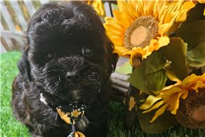 Randy - puppy for sale