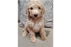 Shadow - Poodle, Standard for sale