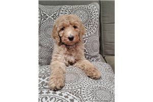 Snowflake - Poodle, Standard for sale