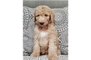 Sunshine - Poodle, Standard for sale