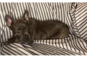 Amethyst - French Bulldog for sale