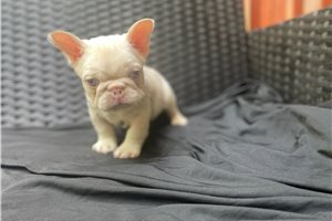 Marlon | Puppies For Sale at Pawrade