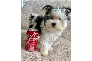 Lucas - Biewer Terrier for sale