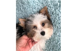 Orion - Biewer Terrier for sale