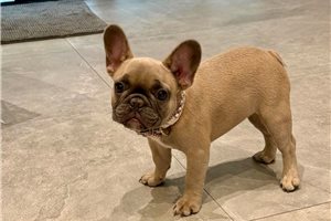Caroline - French Bulldog for sale