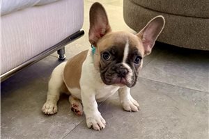 Coby - French Bulldog for sale