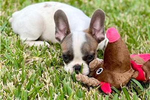 Florian - French Bulldog for sale