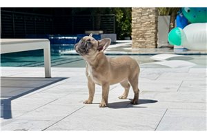 Caroline, a French Bulldog puppy