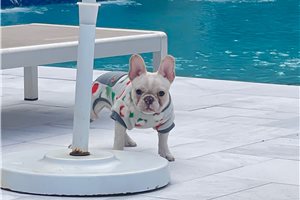 Stephanie - French Bulldog for sale