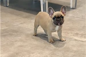 Caroline - French Bulldog for sale
