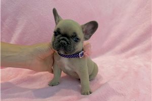 Caroline - puppy for sale