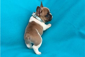 Coby - French Bulldog for sale