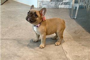 Caroline - French Bulldog for sale