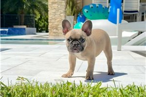 Caroline - French Bulldog for sale