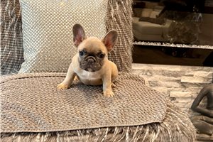 Caroline - French Bulldog for sale