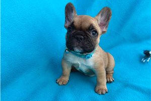 Clyde - puppy for sale
