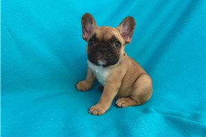 Clive - puppy for sale