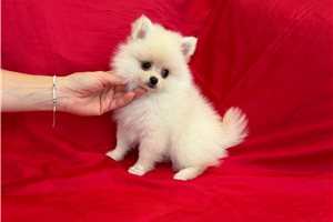 Kadee - Malti Pom - Maltipom for sale