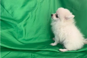 Kado - Malti Pom - Maltipom for sale