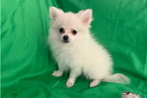 Kado - Malti Pom - Maltipom for sale