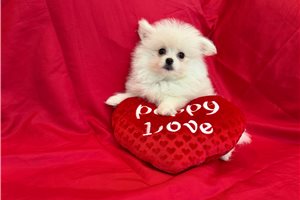 Kaia - Malti Pom - Maltipom for sale