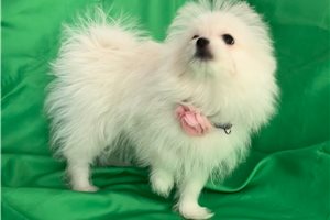 Kaia - Malti Pom - Maltipom for sale