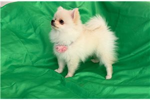 Kadee - Malti Pom - Maltipom for sale