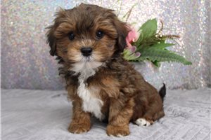 Monty - puppy for sale