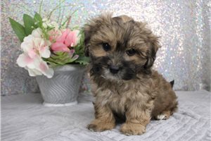 Mincus - puppy for sale