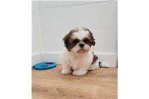Gus - Shih Tzu for sale
